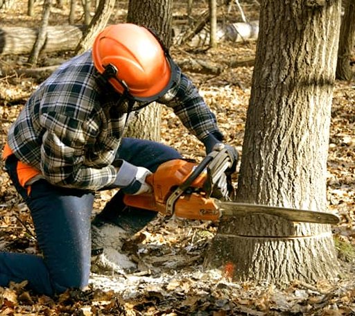 Tree Removal in Jamaica, VA